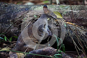 Australian Wildlife Series - Small Pademelon Kangaroo in Rainforest - Maleny Queensland Australia photo