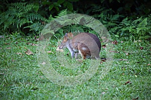 Australian Wildlife Series - Thylogale thetis - Red-necked pademelon in rainforest photo