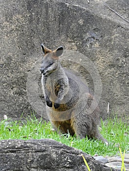 Australian Wildlife - Swamp Wallaby