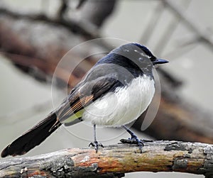 Willie Wagtail bird in the tree photo