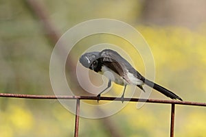 Australian Willy wagtail bird