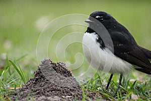 Australian Willy Wagtail next to an anthill