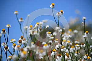 Australian Winged Everlasting Daisies, Ammobium alatum