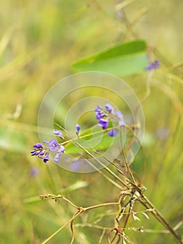 Australian winter wild flower Hardenbergia Sarsaparilla