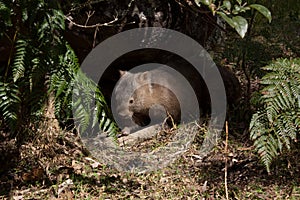 Australian wombat in bushland