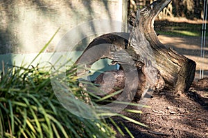 Australian wombat in conservation park