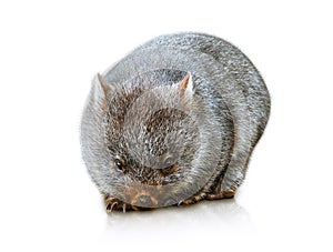 Australian Wombat photo