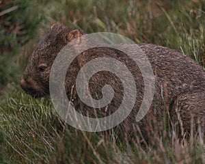 Australian Wombat in the nature