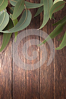 Australian Wood Background eucalyptus Gum Leaves