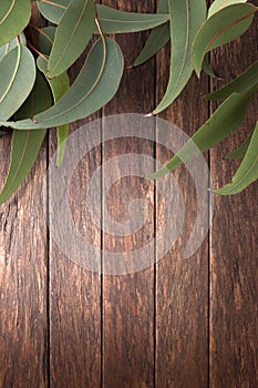 Australian Wood Background eucalyptus Gum Leaves photo