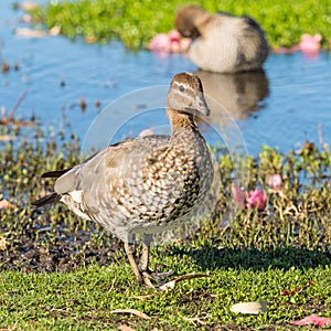 Australian Wood Duck