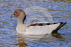 Australian Wood Duck