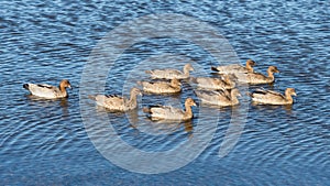 Australian Wood Duck Family Group