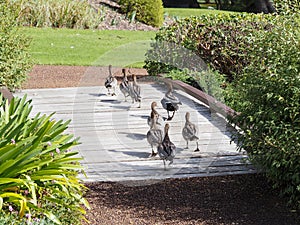 Australian wood ducks crossing a bridge