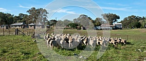 Australian Wool Shed