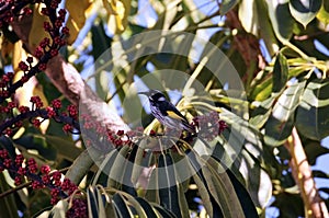 Australian yellow and black Honeyeater bird