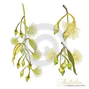 Australian yellow flowering gumtree flowers