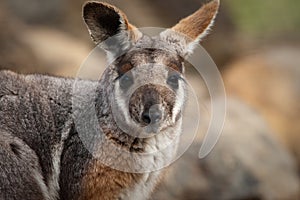 Australian Yellow footed rock wallaby