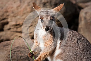 Australian Yellow footed rock wallaby