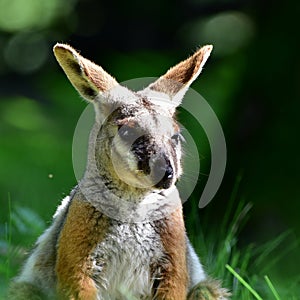 Australian Yellow footed Rock Wallaby