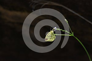 Australian Narrow Banded Awl Skipper Butterfly