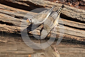 Australian Zebra finches