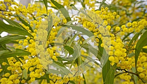 Australian Zig Zag Wattle Acacia macradenia yellow flowers