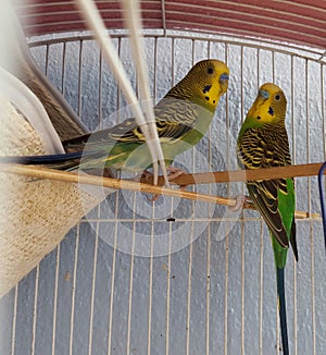 Australians parakeets