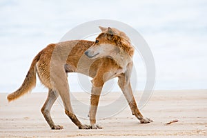 Australien dingo - wild dog on beach of Fraser Island