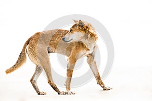 Australien dingo - wild dog - Fraser Island  Australia