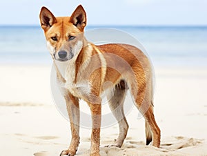 Australien dingo wild dog Fraser Island