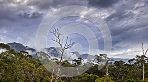 Australien forest in the Grampians