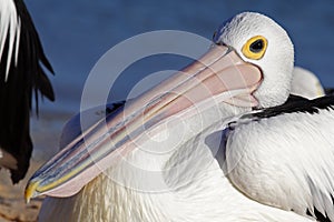 Australien pelican resting on beach, Shark Bay