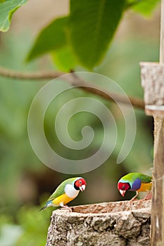 Australin Gouldian Finch