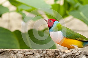 Australin Gouldian Finch