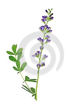 Australis Baptisia Flower