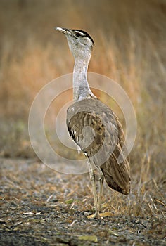 Australische Trap, Australian Bustard, Ardeotis australis