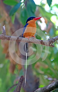 Australische Vlagstaartijsvogel, Buff-breasted Paradise-kingfisher, Tanysiptera sylvia