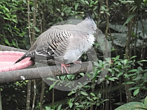 Australlian diamond dove breed bird