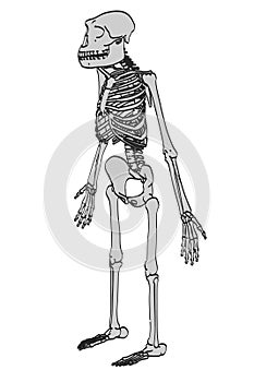 Australopithecus afarensis photo