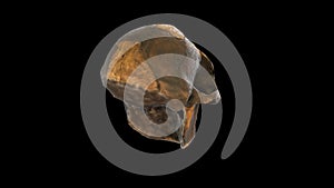 Australopithecus Afarensis Lucy - rotation LOOP