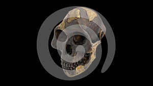 Australopithecus Afarensis Lucy-rotation zoom-out