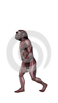 Australopithecus illustration photo