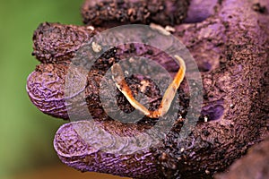 Australoplana sanguinea Australian predatory land flatworm in gardeners hand