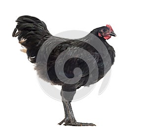 Australorp, 5 months old