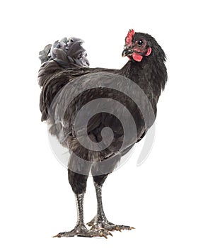 Australorp, 5 months old