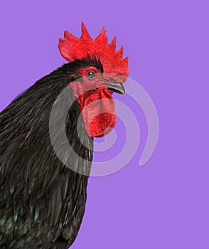 Australorp chicken against purple background