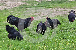 Australorp