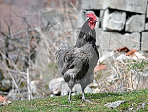 Australorp rooster on a farm.