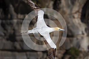 Austrasian Gannet at Muriwai, Auckland